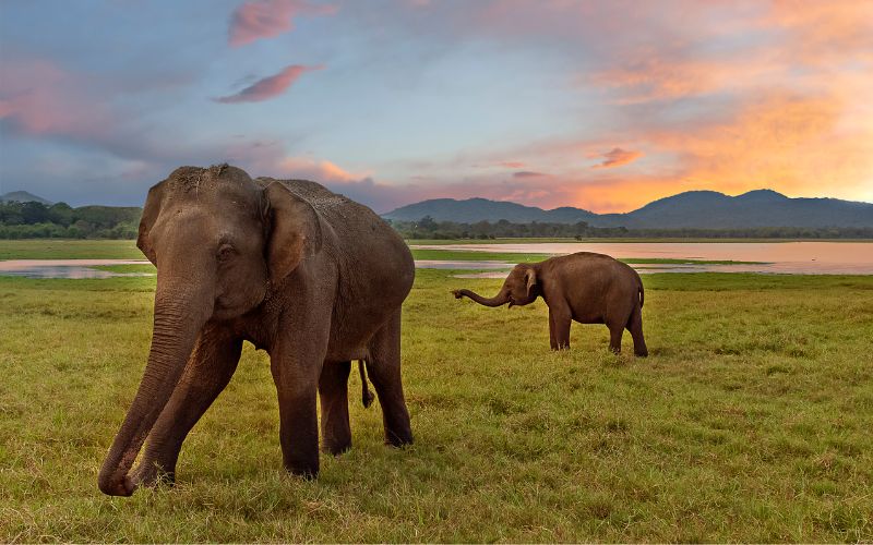 baby elephant with mother in Udawalawa Sri Lanka