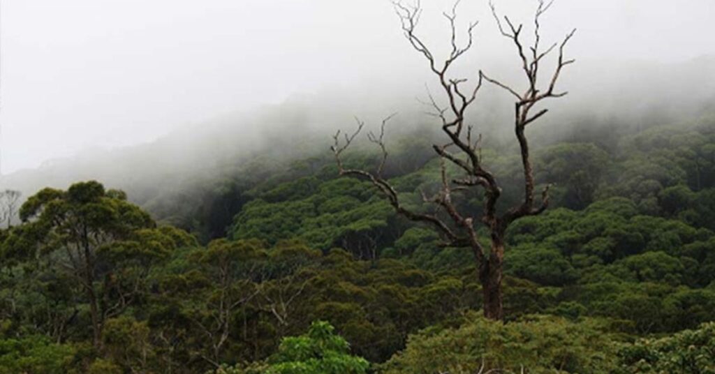 Morningside - Suriyakanda, Sri Lanka - Where Nature Unveils Its Mysteries