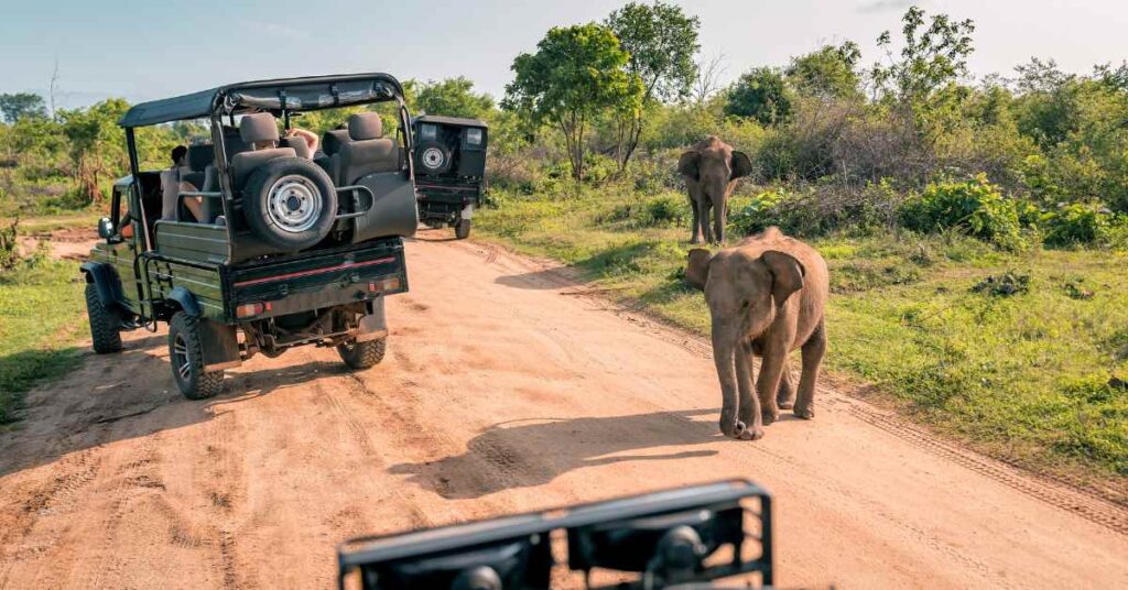 Experiencing Udawalawe Safaris