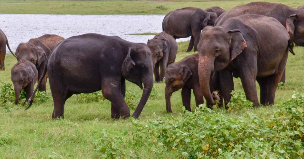 The Udawalawe Elephant Transit Home