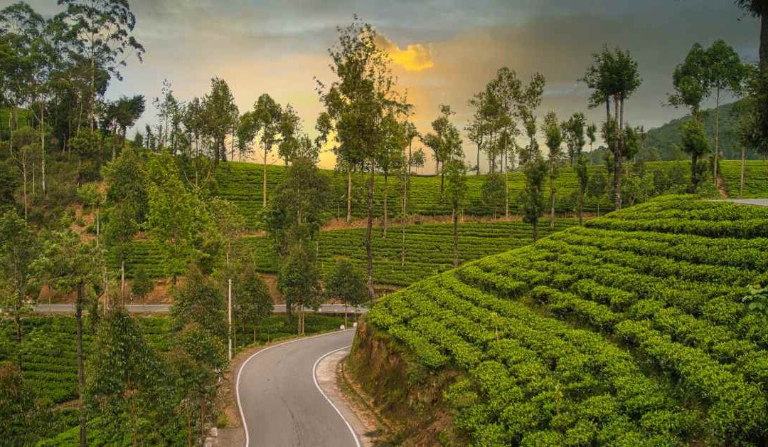 14 Best Attractions To Visit In Nuwara Eliya Sri Lanka