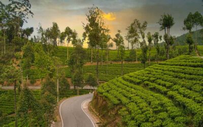 14 Best Attractions To Visit In Nuwara Eliya Sri Lanka