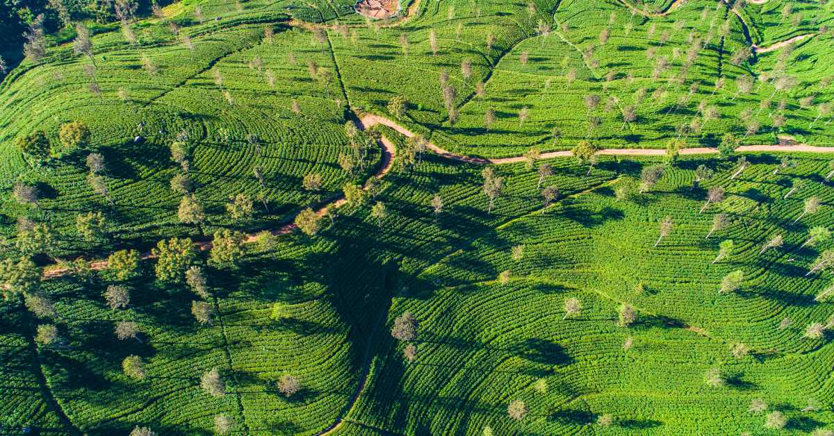 The Birth of Sri Lanka's Tea Industry