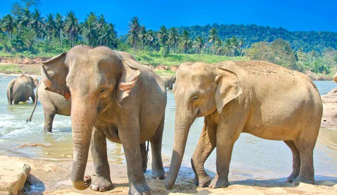 Pinnawala Elephant Orphanage in Rambukkana