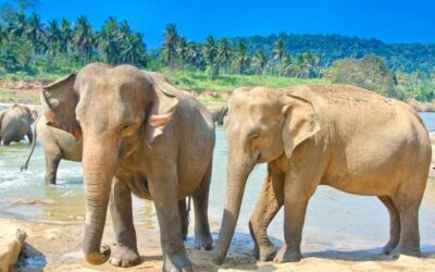 A Heartwarming Haven: Pinnawala Elephant Orphanage in Rambukkana, Sri Lanka