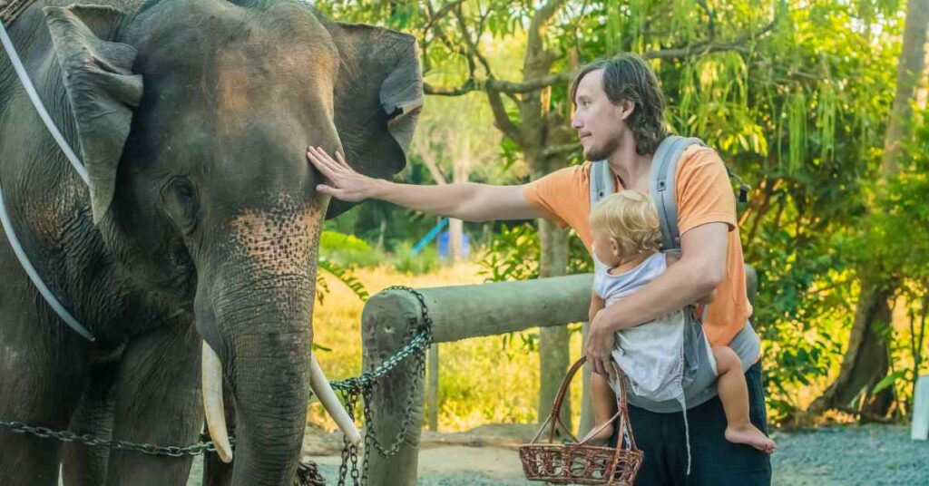 Pinnawala elephant orphanage timings